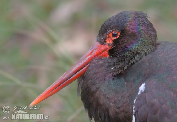 Black Stork (Ciconia nigra)