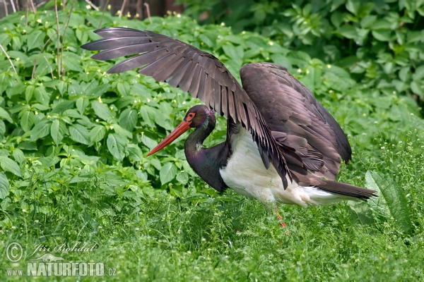 Black Stork (Ciconia nigra)