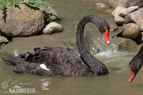 Black Swan (Cygnus atratus)