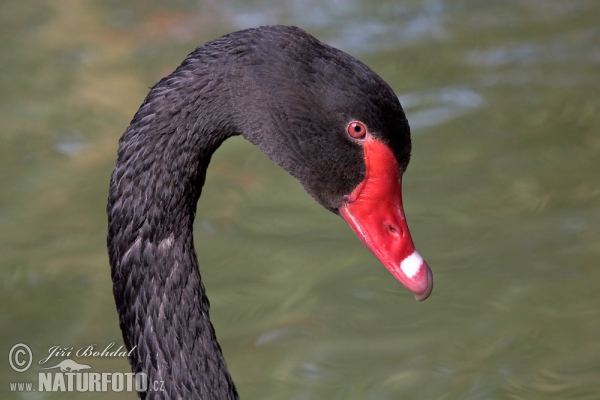 Black Swan (Cygnus atratus)