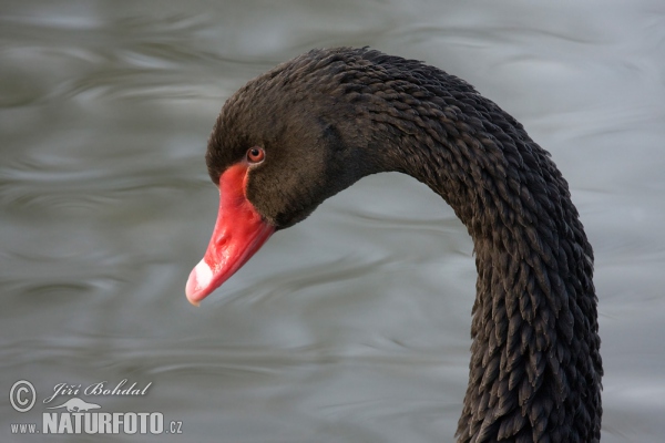 Black Swan (Cygnus atratus)