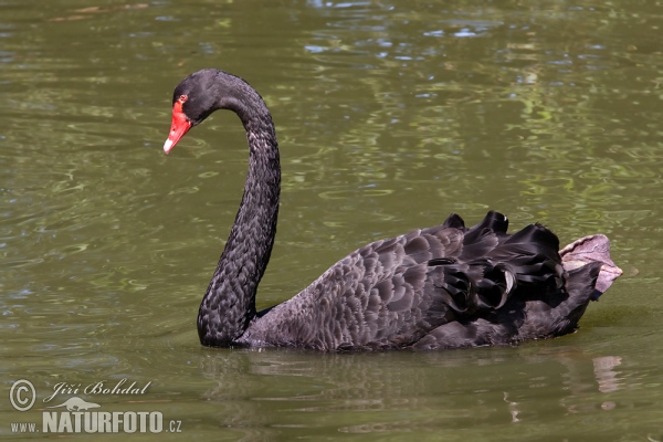 Black Swan (Cygnus atratus)