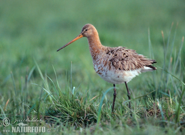 Black-tailed Godwit (Limosa limosa)