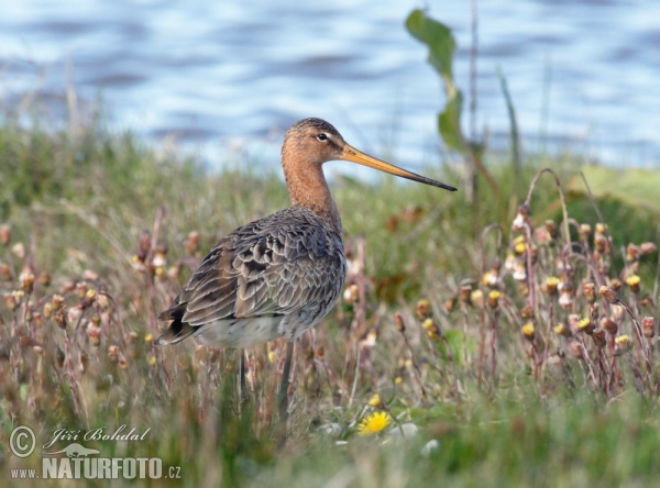 Black-tailed Godwit (Limosa limosa)