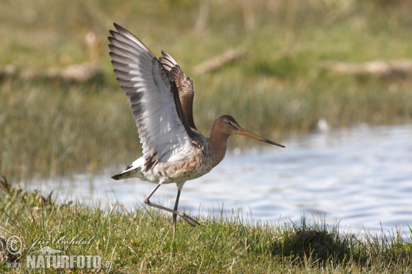 Black-tailed Godwit (Limosa limosa)