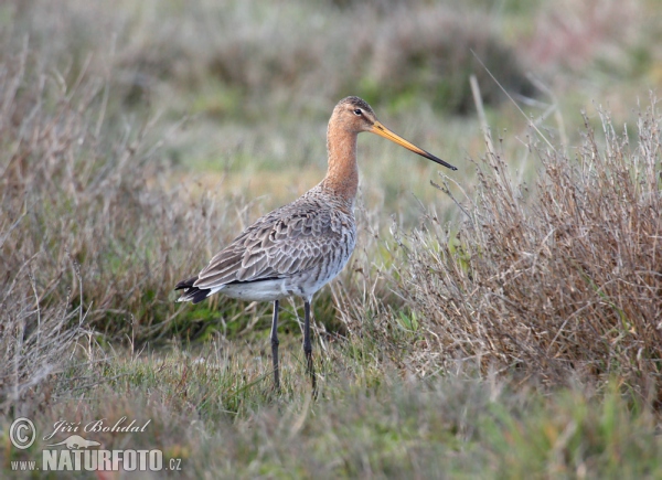 Black-tailed Godwit (Limosa limosa)