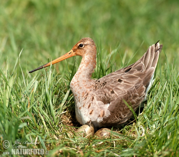 Black-tailed Godwit (Limosa limosa)