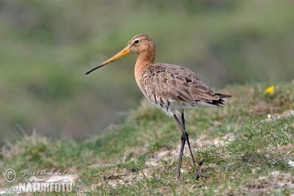 Black-tailed Godwit (Limosa limosa)