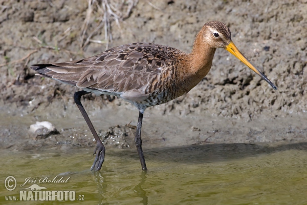 Black-tailed Godwit (Limosa limosa)