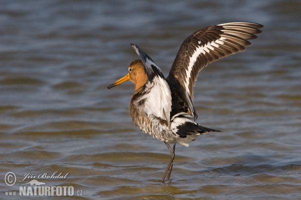 Black-tailed Godwit (Limosa limosa)