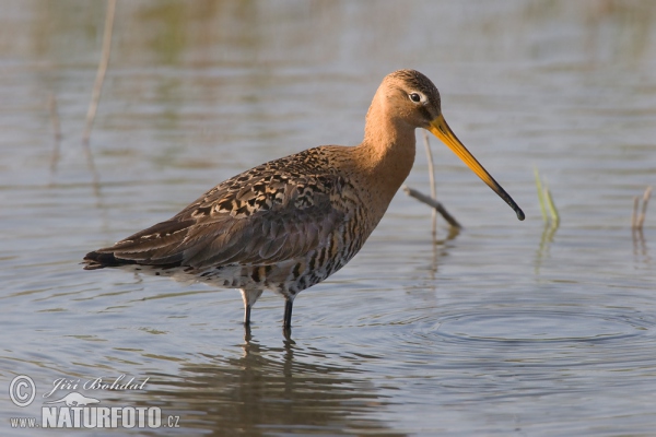 Black-tailed Godwit (Limosa limosa)