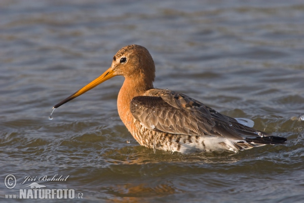 Black-tailed Godwit (Limosa limosa)