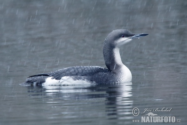 Black-throated Diver (Gavia arctica)