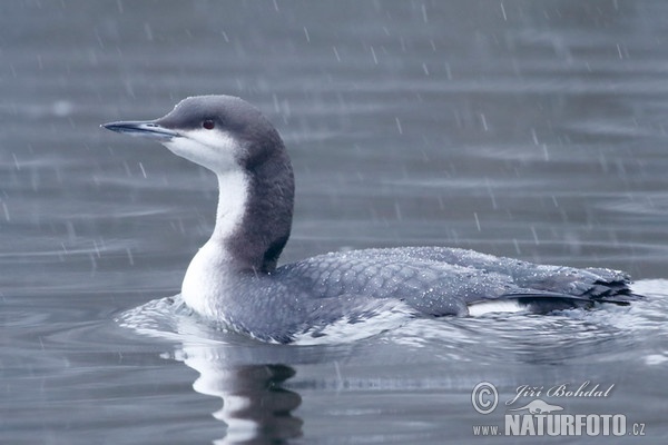 Black-throated Diver (Gavia arctica)