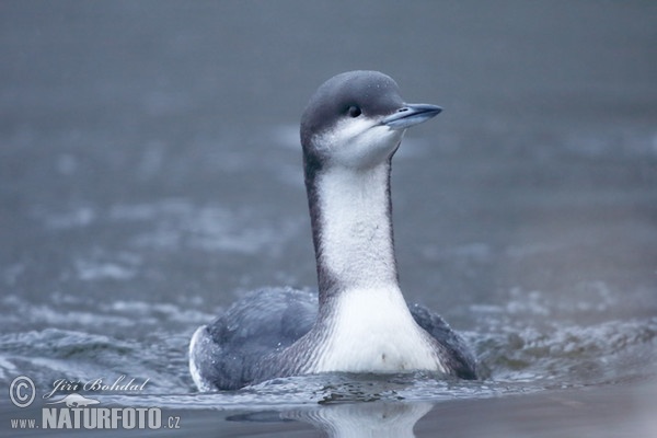 Black-throated Diver (Gavia arctica)