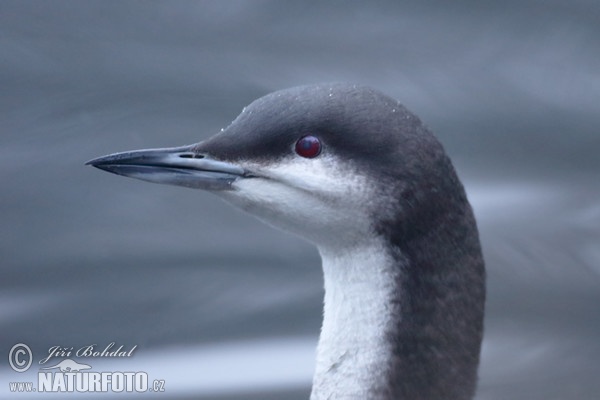 Black-throated Diver (Gavia arctica)