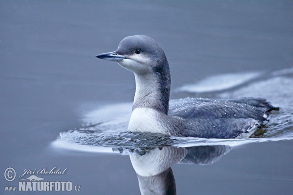 Black-throated Diver (Gavia arctica)