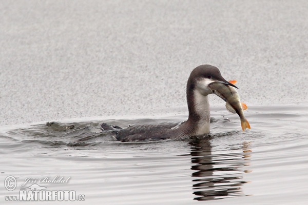 Black-throated Diver (Gavia arctica)