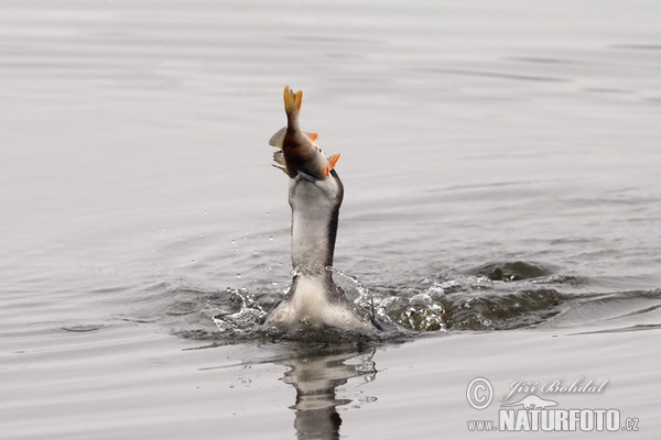 Black-throated Diver (Gavia arctica)