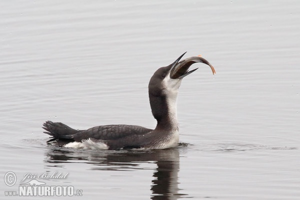 Black-throated Diver (Gavia arctica)