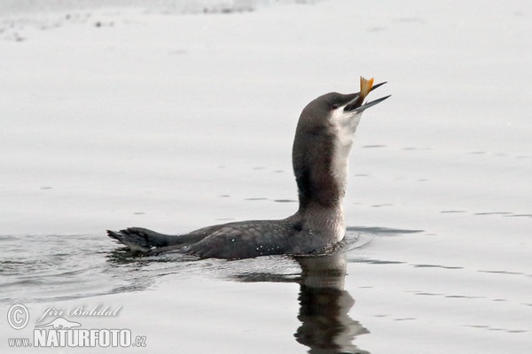 Black-throated Diver (Gavia arctica)