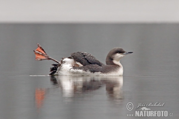 Black-throated Diver (Gavia arctica)