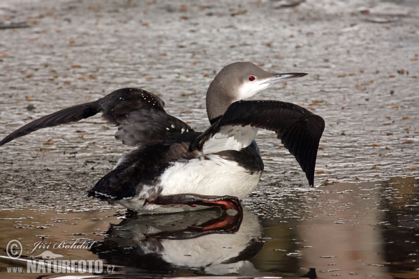 Black-throated Diver (Gavia arctica)