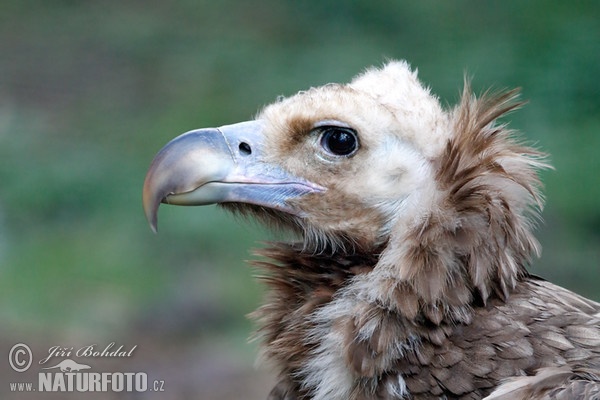 Black Vulture (Aegypius monachus)