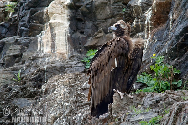 Black Vulture (Aegypius monachus)