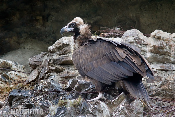 Black Vulture (Aegypius monachus)