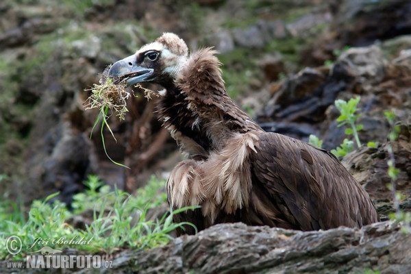 Black Vulture (Aegypius monachus)