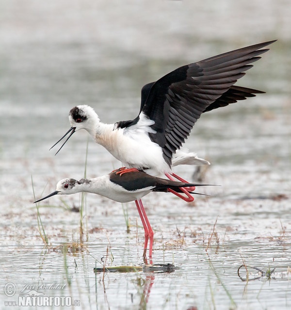 Black-winged Stilt (Himantopus himantopus)