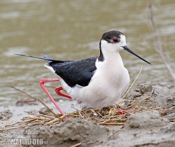 Black-winged Stilt (Himantopus himantopus)