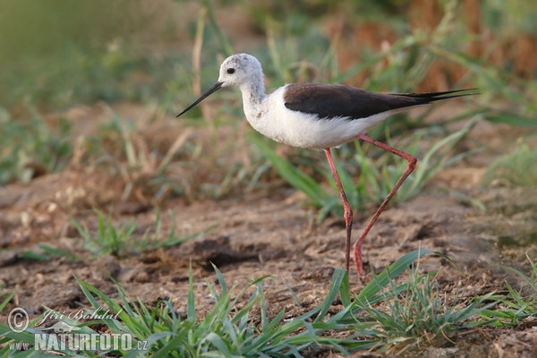 Black-winged Stilt (Himantopus himantopus)