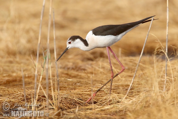 Black-winged Stilt (Himantopus himantopus)