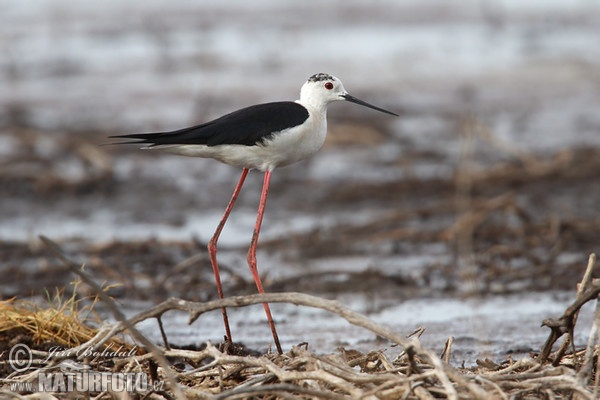 Black-winged Stilt (Himantopus himantopus)