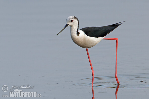 Black-winged Stilt (Himantopus himantopus)