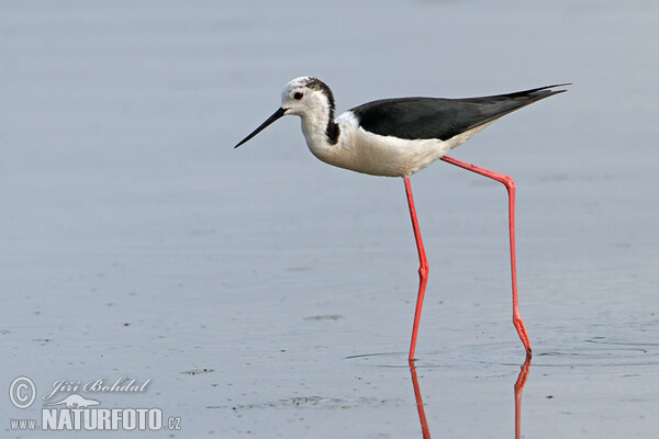 Black-winged Stilt (Himantopus himantopus)