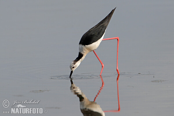 Black-winged Stilt (Himantopus himantopus)