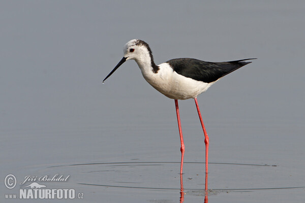 Black-winged Stilt (Himantopus himantopus)