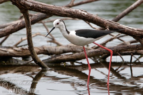 Black-winged Stilt (Himantopus himantopus)