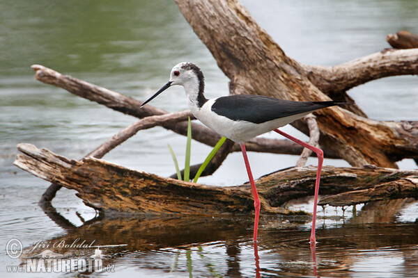 Black-winged Stilt (Himantopus himantopus)