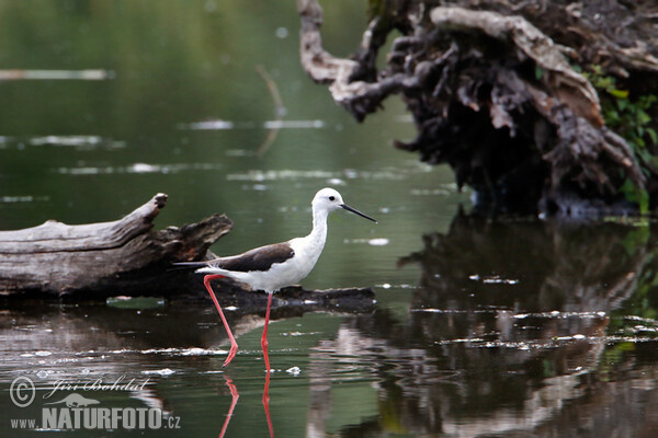 Black-winged Stilt (Himantopus himantopus)