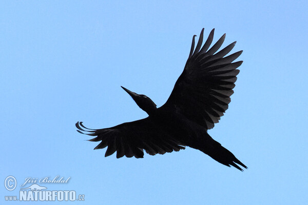 Black Woodpecker (Dryocopus martius)