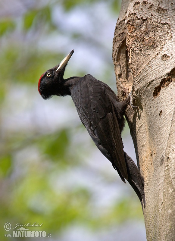 black woodpecker