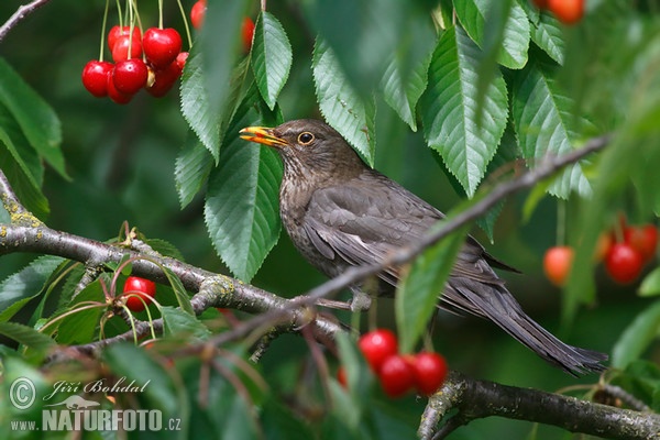 Blackbird (Turdus merula)