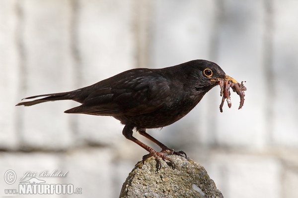 Blackbird (Turdus merula)