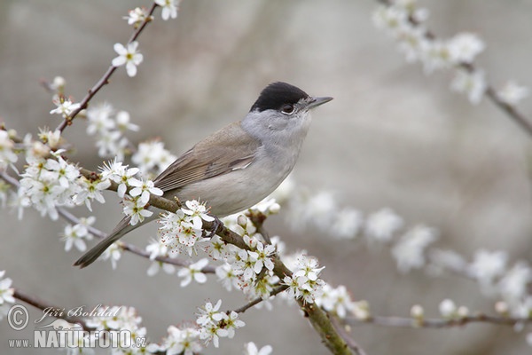 Blackcap (Sylvia atricapilla)