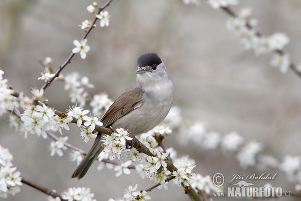 Blackcap (Sylvia atricapilla)