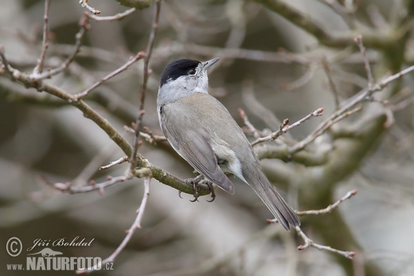 Blackcap (Sylvia atricapilla)